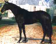 colway bold