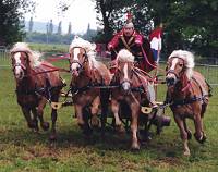 haflinger