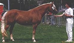 haflinger