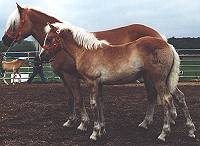 haflinger